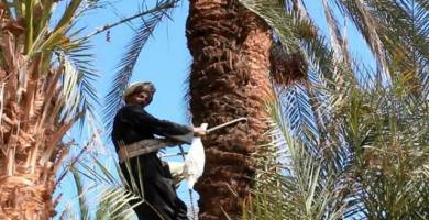 في حادث غريب  " الفرود"  يلتف حول رقبة صبي ويشنقه شمال ذي قار 