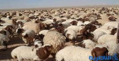 جريحان بسبب خلاف على مواشي شمال ذي قار 
