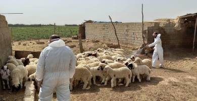 تعقيم المواشي