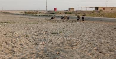الشحة المائية