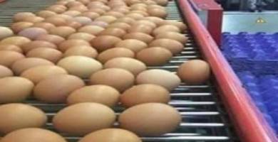 بيض مائدة