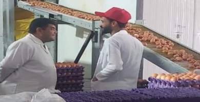 ذي قار: تسويق أكثر من 9 ملايين بيضة مائدة و 800 طن من لحوم الدجاج 