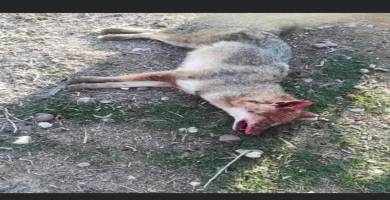 وفاة طفل رضيع وإصابة أمه بسبب هجوم ثعلب بقضاء الرفاعي
