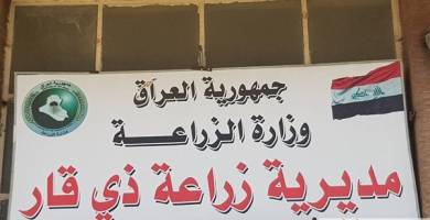 زراعة ذي قار توفُّر أعلاف مدعومة للدواجن