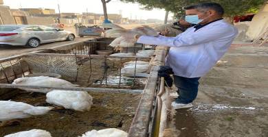 ذي قار: المستشفى البيطري يشكل لجاناً للتأكد من خلو المحافظة انفلاونزا الطيور