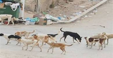 مجموعة الكلاب 