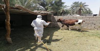 وباء النزفية