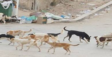 كلاب سائبة