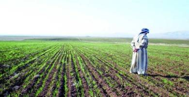 الزراعة تضع خطة من 3 محاور لتنفيذ مشروع الحيازات الصغيرة