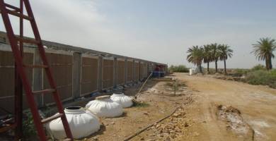 حقل دواجن