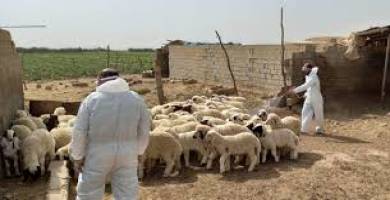 الحمى النزفية
