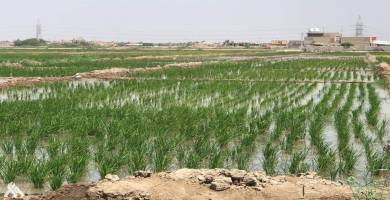 الزراعة تؤكد تقنين زراعة الشلب