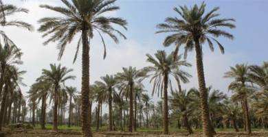 زراعة 