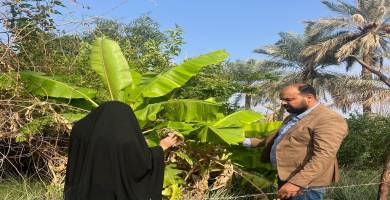 زراعة الموز 