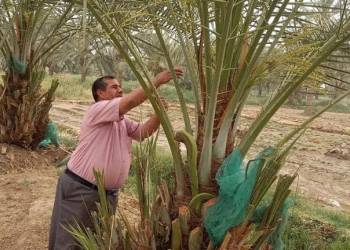 مكافحة حشرة الحميرة