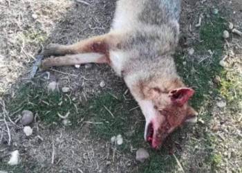 وفاة طفل رضيع وإصابة أمه بسبب هجوم ثعلب بقضاء الرفاعي